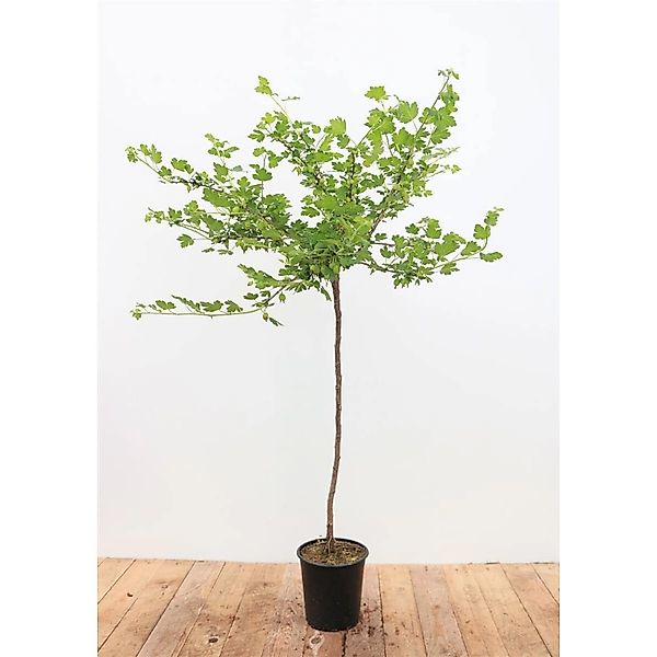 Ribes Uva-Crispa Hinnonmäki Grün Stachelbeere Grün 90 Cm Stammhöhe günstig online kaufen