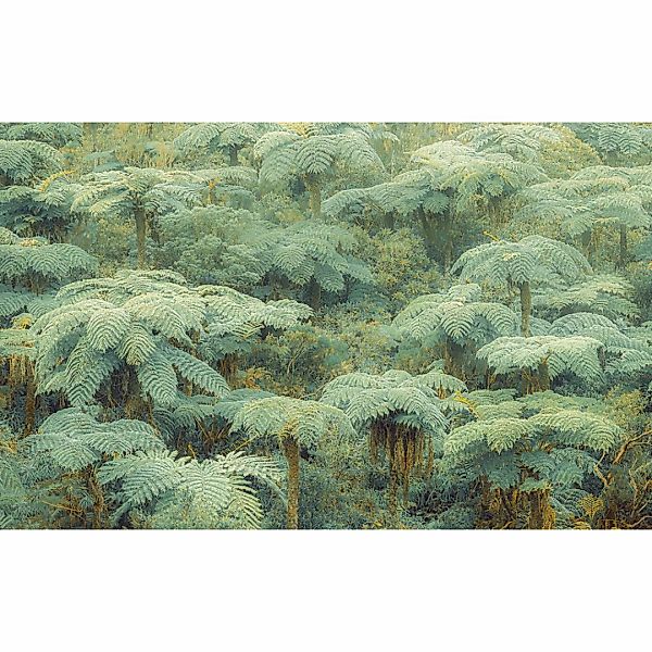 Komar Fototapete »Digitaldruck Vlies - Jungle Lands - Größe 400 x 250 cm«, günstig online kaufen