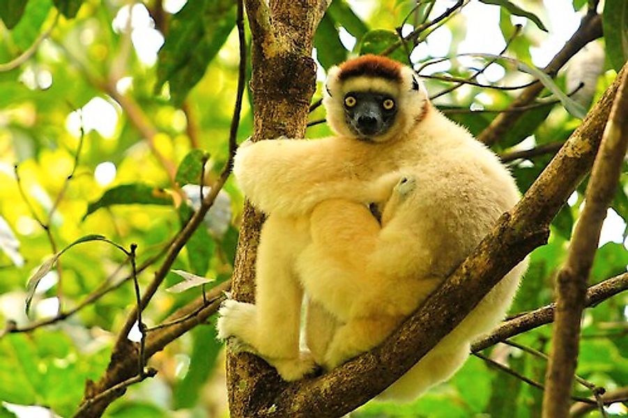 Papermoon Fototapete »MAKI LEMOR MIT BABY-MADAGASKAR AFFE TIERE BAUM« günstig online kaufen