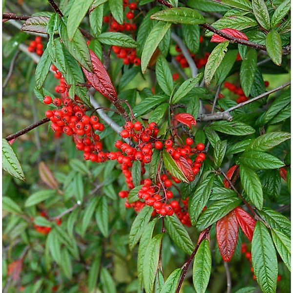 Weidenblättrige Hängemispel 80-100cm - Cotoneaster salicifolius günstig online kaufen