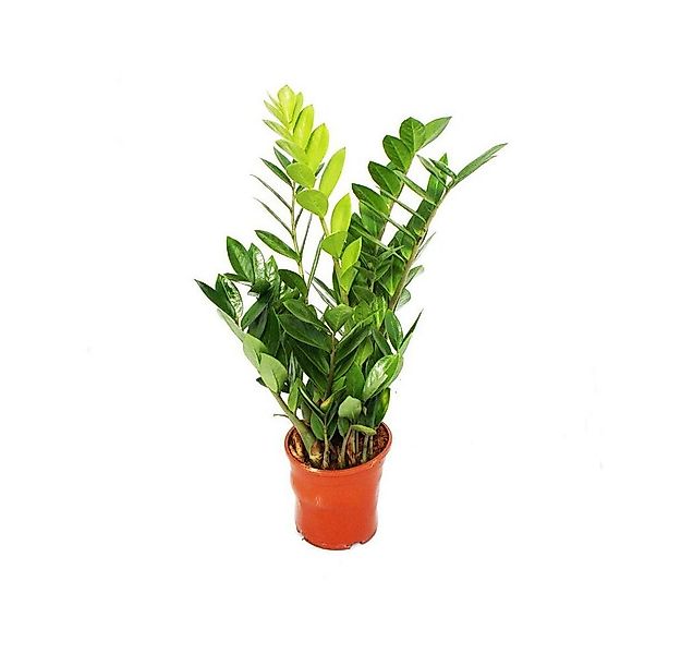 Exotenherz Zimmerpflanze Zamioculcas zamiifolia - Zamio Palme - Zamio Farn günstig online kaufen