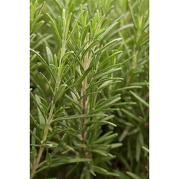 Rosmarinus Officinalis Rosmarin Aromatisch Ca. 9x9 cm Topf günstig online kaufen