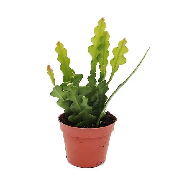 Exotenherz Epiphyllum Anguliger Krokodilschwanz-Kaktus 9cm günstig online kaufen