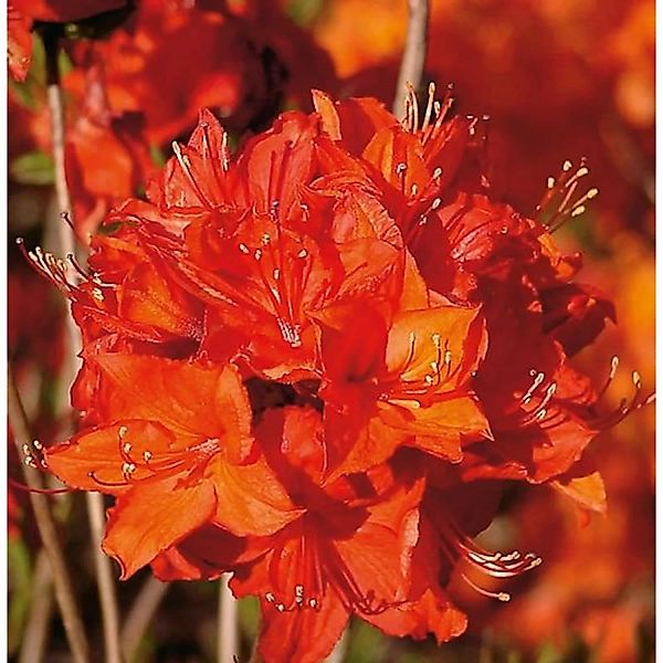 Azalee Parkfeuer 40-50cm - Rhododendron luteum - Alpenrose günstig online kaufen