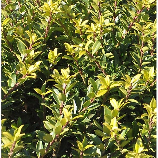 Hochstamm Japanische Stechpalme Ilex Twiggy 60-80cm - Ilex crenata Twiggy günstig online kaufen