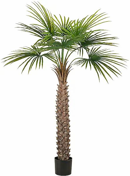 Creativ green Kunstpalme »Fächerpalme« mit naturgetreuen Palmwedeln günstig online kaufen