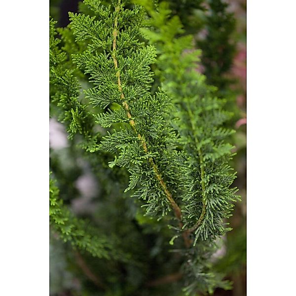 Chamaecyparis Obtusa Teddy Bear Hinoki-Scheinzypresse 25–30 cm günstig online kaufen