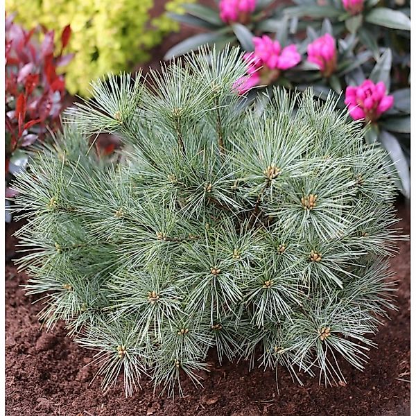 Zwergseidenkiefer Minima 25-30cm - Pinus strobus günstig online kaufen