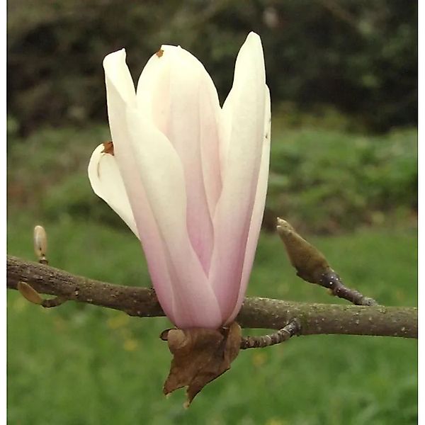 Magnolie Sunsation 60-80cm - Magnolia günstig online kaufen