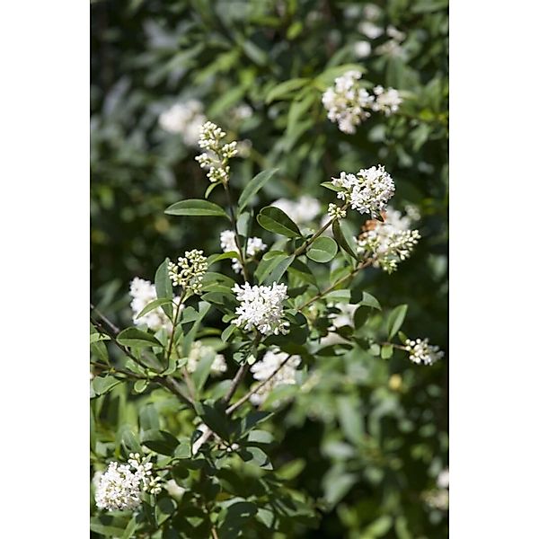 Ligustrum ovalifolium 30-50 cm günstig online kaufen