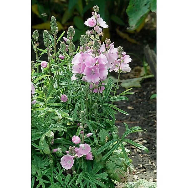 Alcalthaea X Suffrutescens Stockrose Parkfrieden Ca 11x11 cm Topf günstig online kaufen
