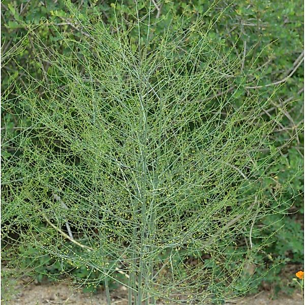 Bleichspargel Gijnlim - Asparagus officinalis günstig online kaufen