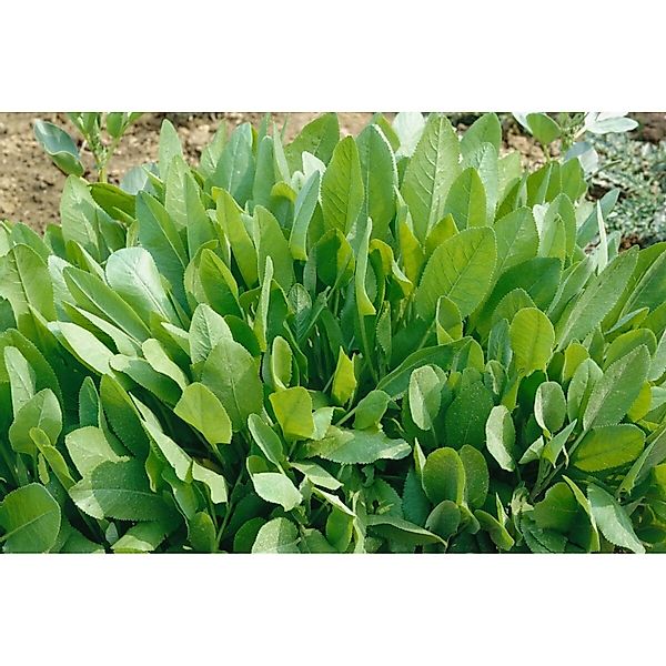 Tanacetum Balsamita Balsamkraut Ca. 9x9 cm Topf günstig online kaufen