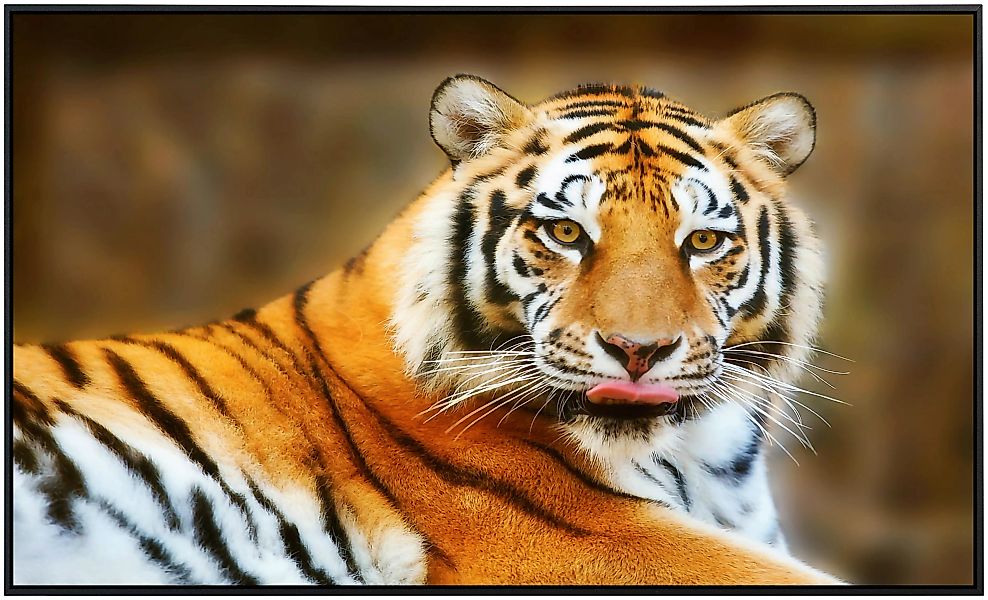 Papermoon Infrarotheizung »Ruhender Tiger« günstig online kaufen