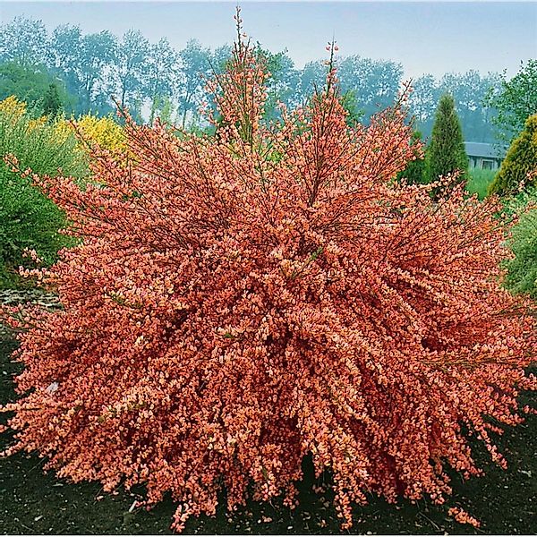 Cytisus Scoparius Frisia Besenginster Gelb 60–80 cm günstig online kaufen