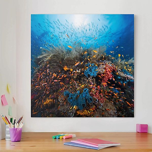 Leinwandbild Tiere - Quadrat Lagune Unterwasser günstig online kaufen