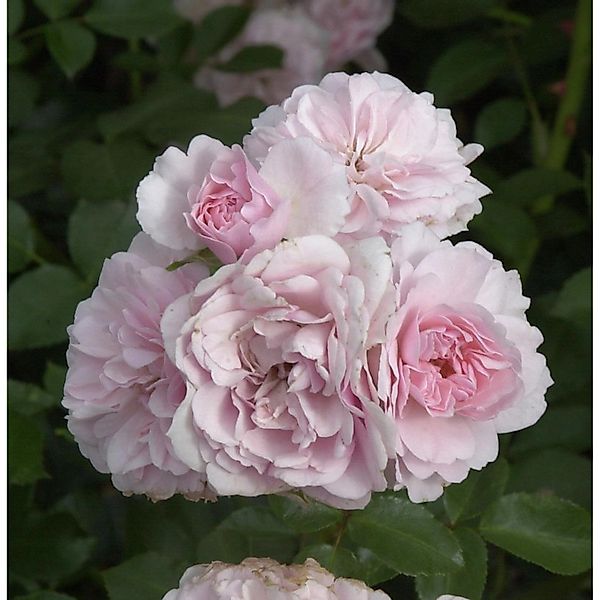 Hochstamm Rose Bonica 80-100cm günstig online kaufen