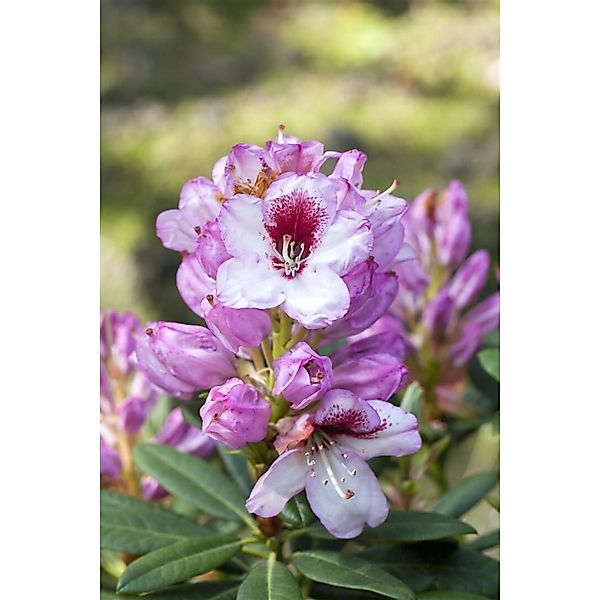 Rhododendron Hybr. Cassata Rhododendron Rosa 60–70 cm günstig online kaufen