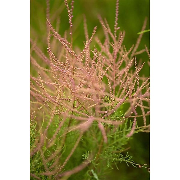 Tamarix Ramosissima Rosaroter Sommerflieder 60–100 cm günstig online kaufen