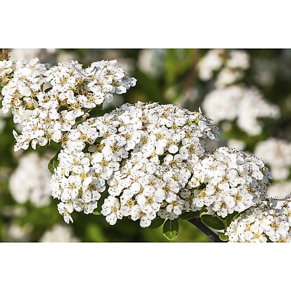 Spiraea Nipponica Snowmound Japanische Spiere Weiß 60–100 cm günstig online kaufen