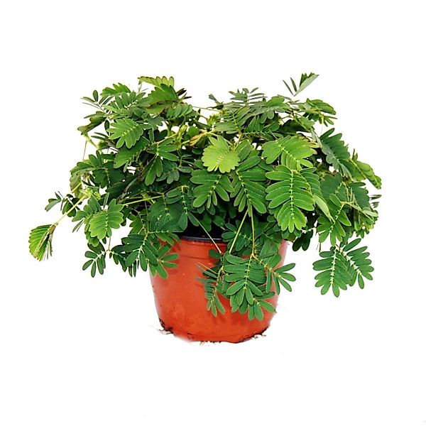 Exotenherz Zimmerpflanze Mimose Rühr-Mich-Nicht-An Die Pflanze reagiert auf günstig online kaufen