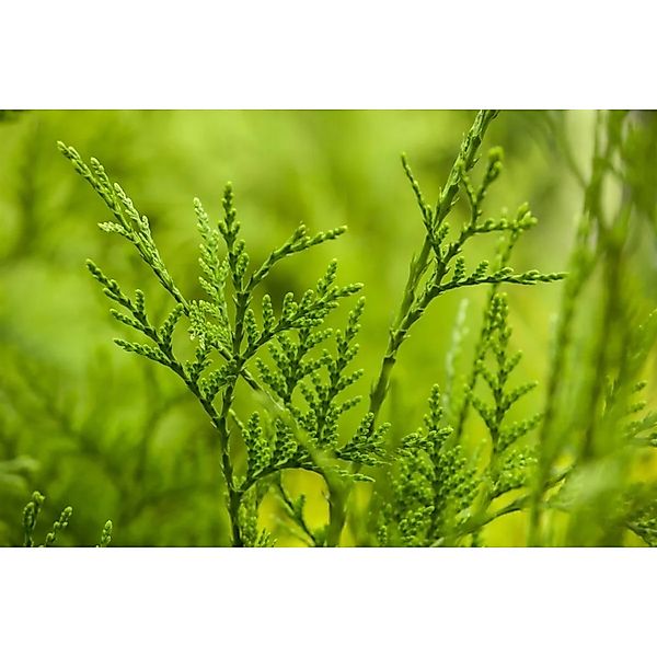 Thuja plicata 'Excelsa' 175-200 cm günstig online kaufen