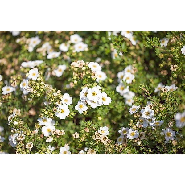 Potentilla Fruticosa Bella Bianca Fingerstrauch Weiß 30–40 cm günstig online kaufen