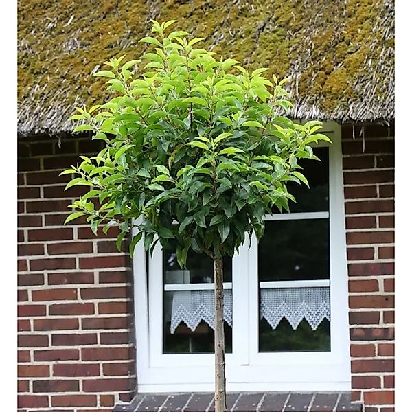 Hochstamm Portugiesische Lorbeerkirsche 40-60cm - Prunus,usitanica günstig online kaufen