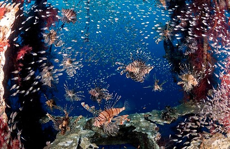 Papermoon Fototapete »Photo-Art ILAN BEN TOV, LIONFISH PARTY« günstig online kaufen