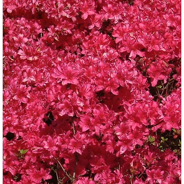 Japanische Azalee Majas Rubin 30-40cm - Rhododendron obtusum - Zwerg Alpenr günstig online kaufen