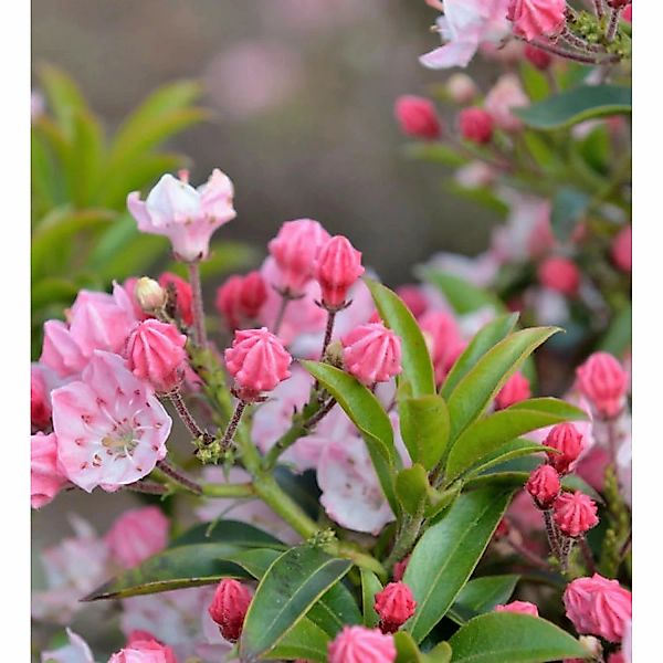 Berglorbeer Tiddlywinks 30-40cm - Kalmia latifolia günstig online kaufen