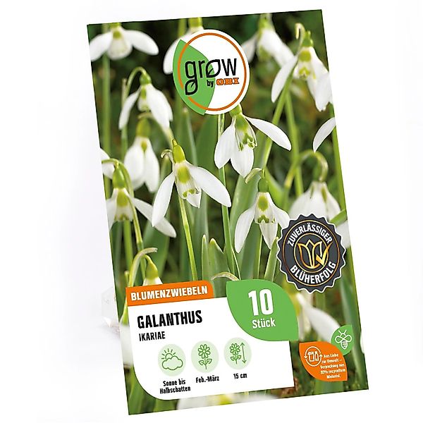 GROW by OBI Galanthus ikariae Weiß 10 Stück günstig online kaufen
