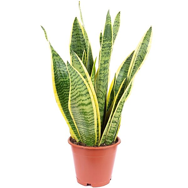 Value Greens Sansevieria Trifasciata 'Laurentii'  Robuster Bogenhanf  Luftr günstig online kaufen