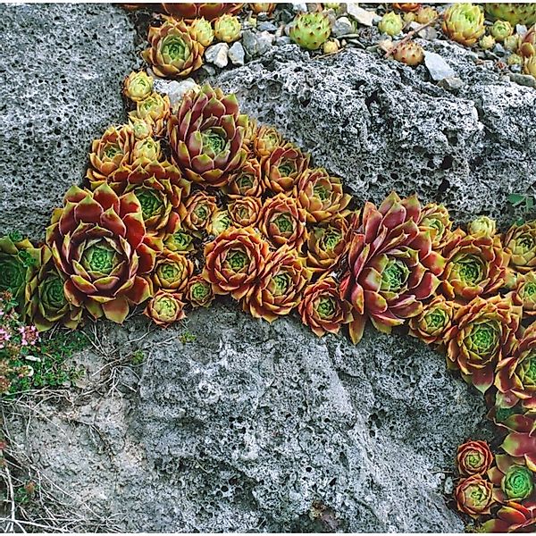 Sempervivum X Cult. Bernstein Hauswurz Ca. 9x9 cm Topf günstig online kaufen