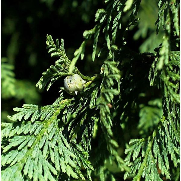 Blaue Nootka Scheinzypresse Glauca 80-100cm - Chamaecyparis nootkatensis günstig online kaufen