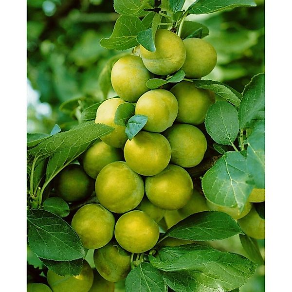 Prunus Domestica Quillins Reneklode Edelpflaume CAC 150-200cm günstig online kaufen