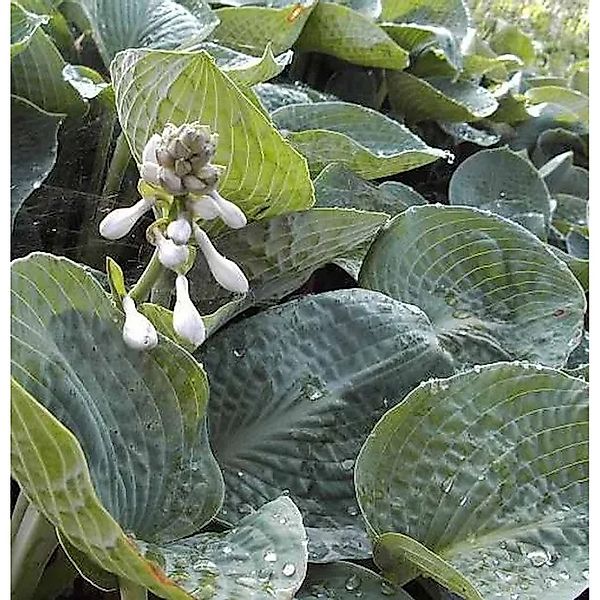 Grünblattfunkie Big Daddy - Hosta sieboldiana günstig online kaufen