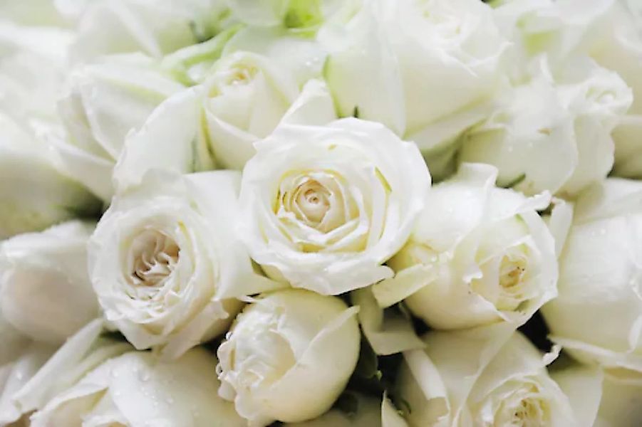 Papermoon Fototapete »White Roses« günstig online kaufen
