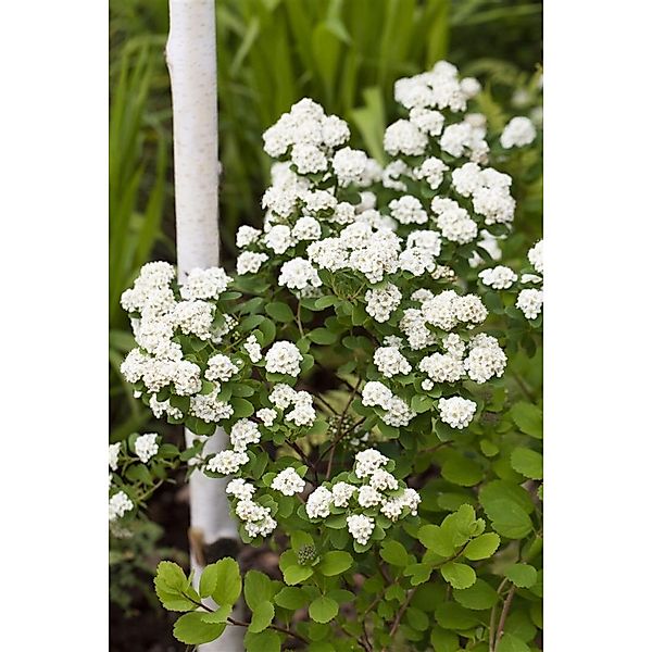 Spiraea vanhouttei 125-150 cm günstig online kaufen