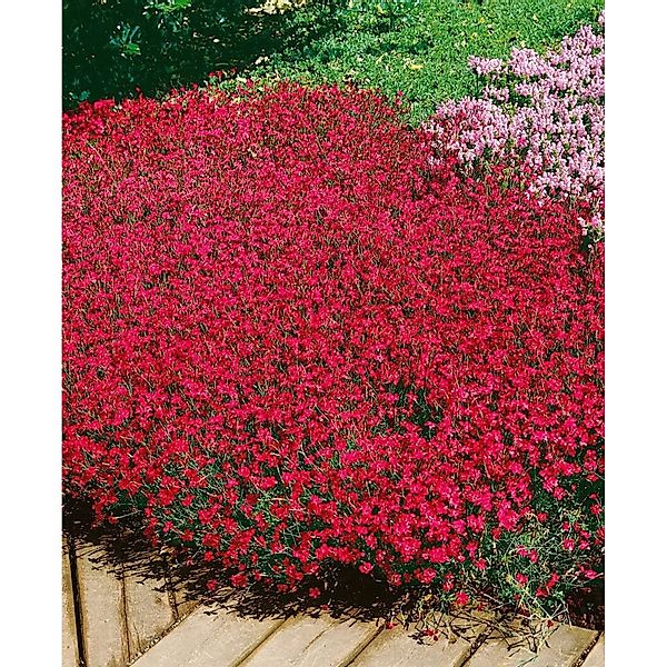 Pflanzen für Dich Staude Dianthus deltoides Brillant, 1 St., Heide-Nelke, N günstig online kaufen