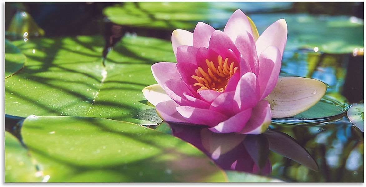 Artland Alu-Dibond-Druck "Seerose Nahaufnahme" Blumenbilder 1 Stk. tlg. für günstig online kaufen