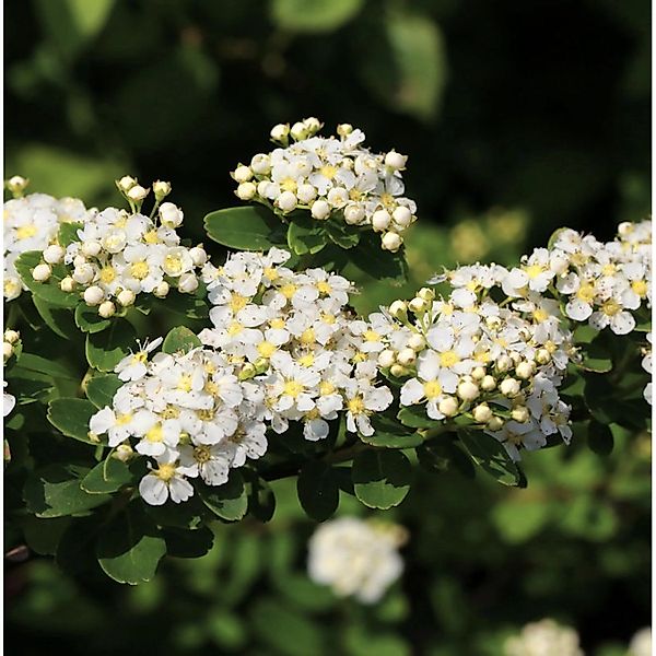 Japanische Strauchspiere Snowmound 40-60cm - Spiraea nipponica günstig online kaufen