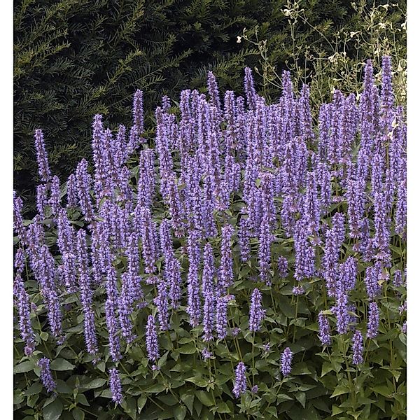 Mexikonessel Pink Beauty - Agastache rugosa günstig online kaufen