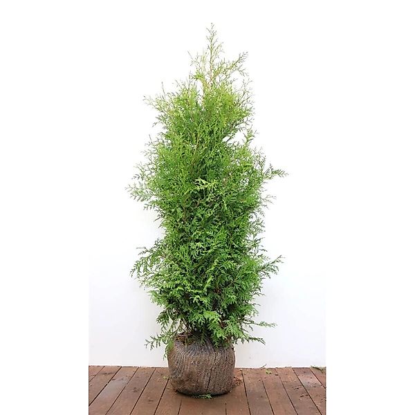 Thuja occidentalis 'Brabant' 140- 160 cm günstig online kaufen