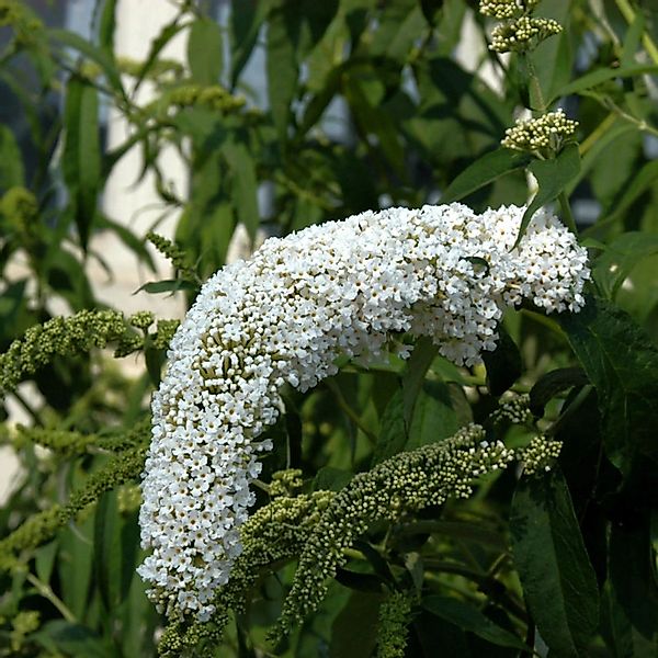 Sommerflieder Butterfly Tower White 40-60cm - Buddleja günstig online kaufen