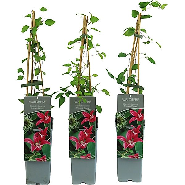 Texas-Waldrebe Princess Diana Höhe ca. 40-60 cm Topf ca. 2, Clematis texens günstig online kaufen