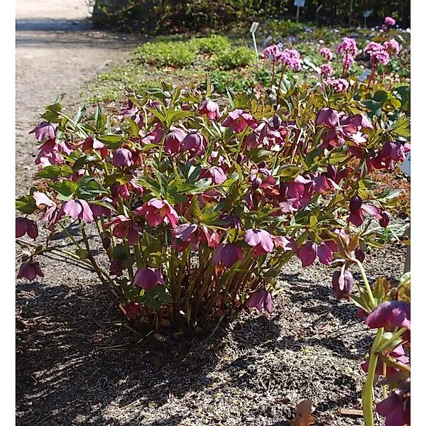 Christrose Lenzrose - Helleborus orientalis günstig online kaufen