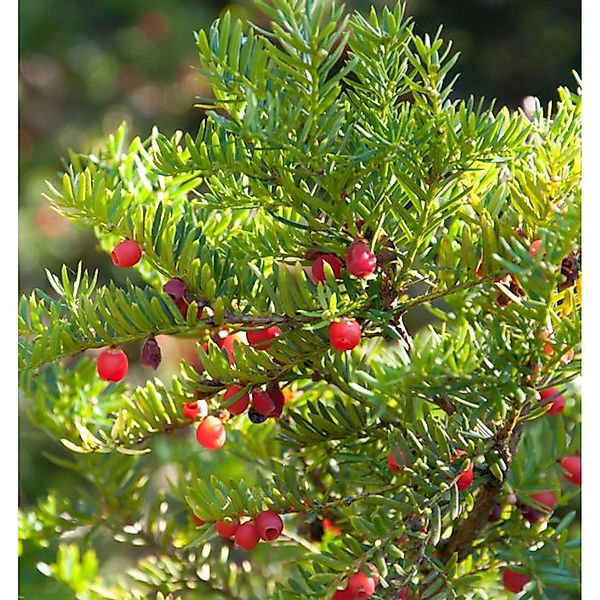 Japanische Zwergeibe 40-50cm - Taxus cuspidata Nana günstig online kaufen