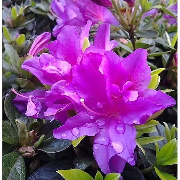 Kriechende Immergrüne Zwerg Azalee Galapagos 20-25cm - Rhododendron nakahar günstig online kaufen