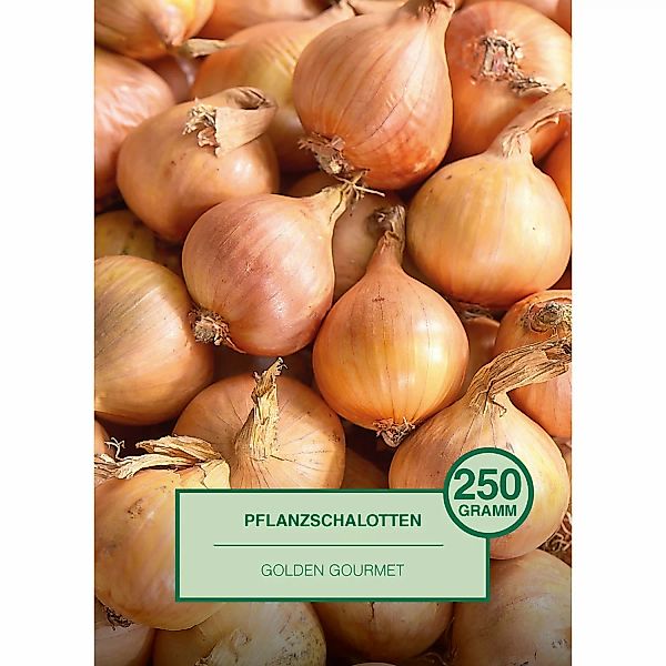 Pflanzschalotte 250 Gramm Allium cepa Golden Gourmet günstig online kaufen